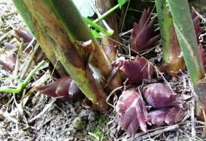 食材之美