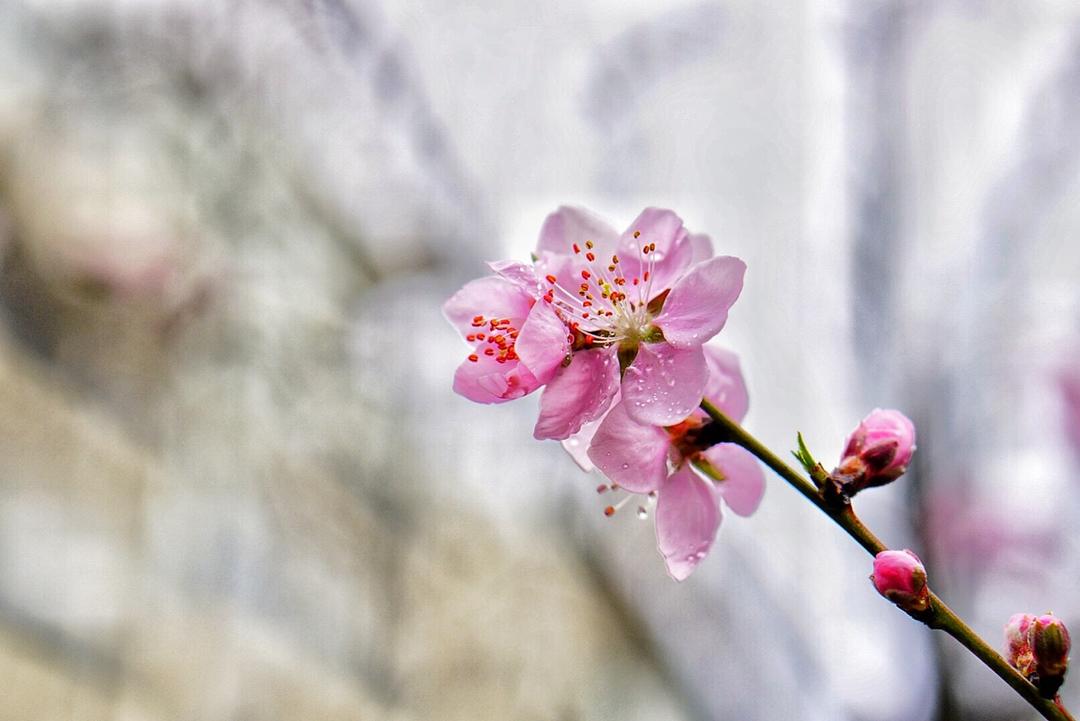 我就是susan分享作品早餐612018年3月14日桃花夭夭,灼灼其华.