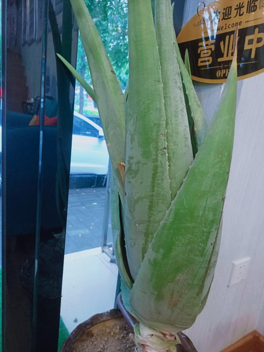 超容易去芦荟皮