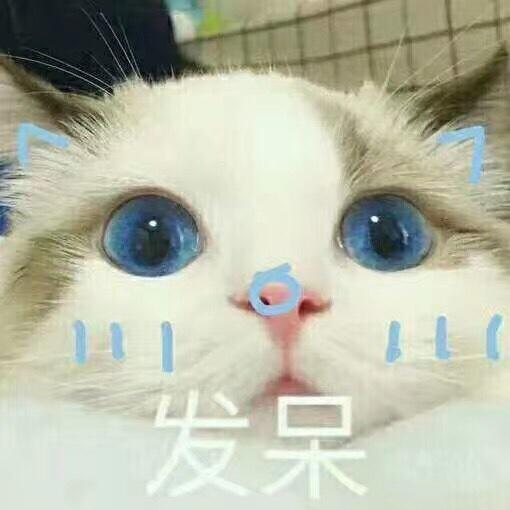 陈绿绿lv
