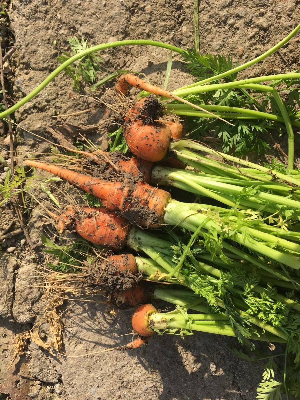 自己种的有机蔬菜