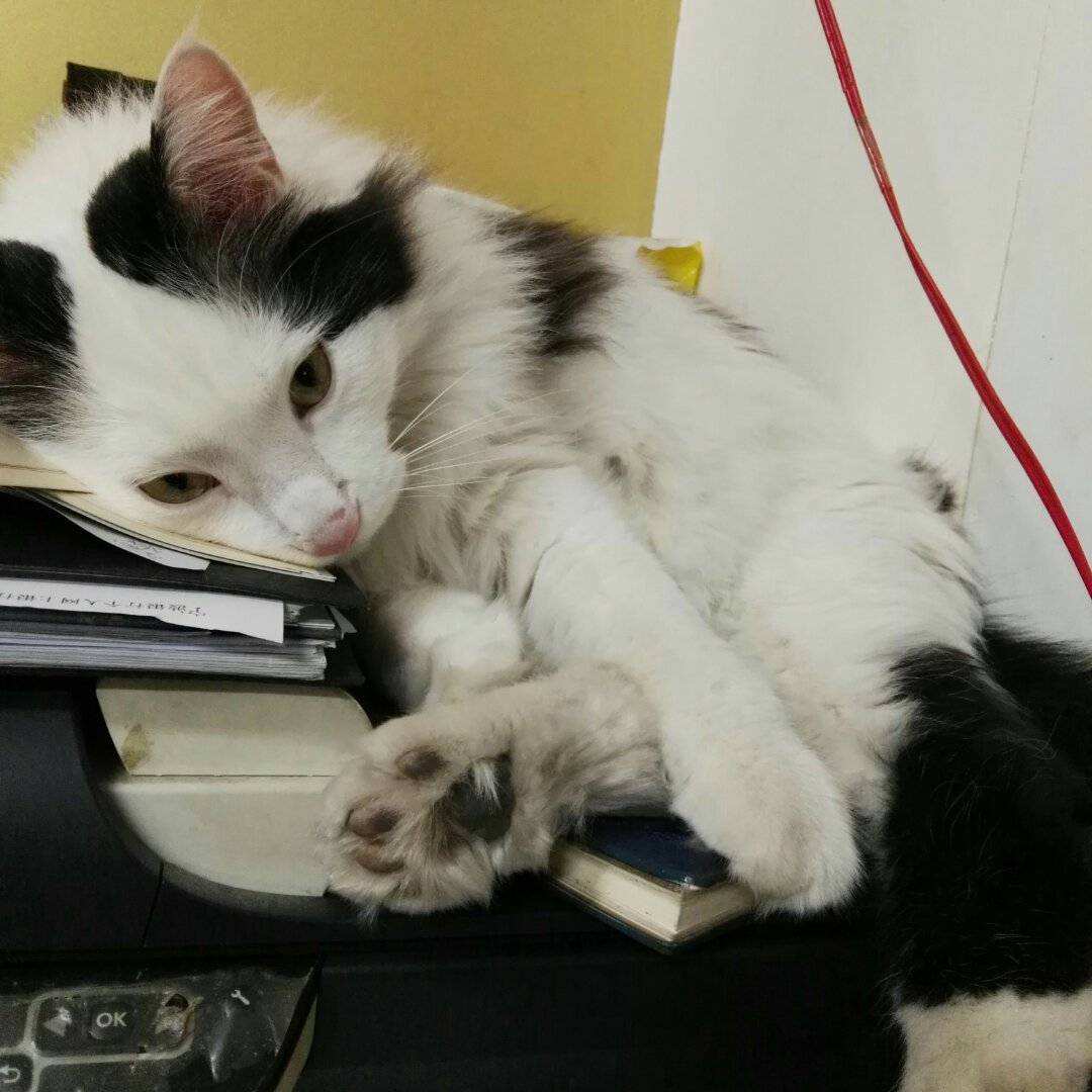 宝贝旺猫咪的厨房