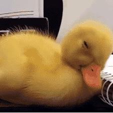 雨后清晨的味道