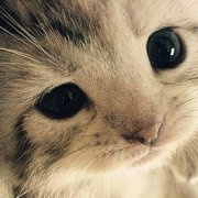 hello-starry