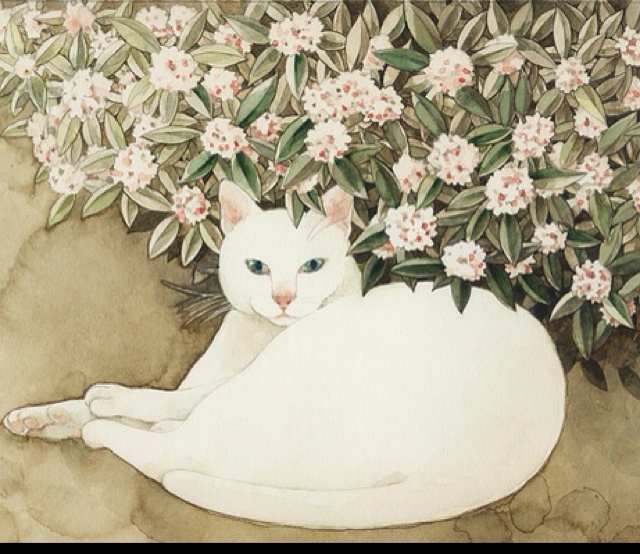 shimmer微光和黑猫