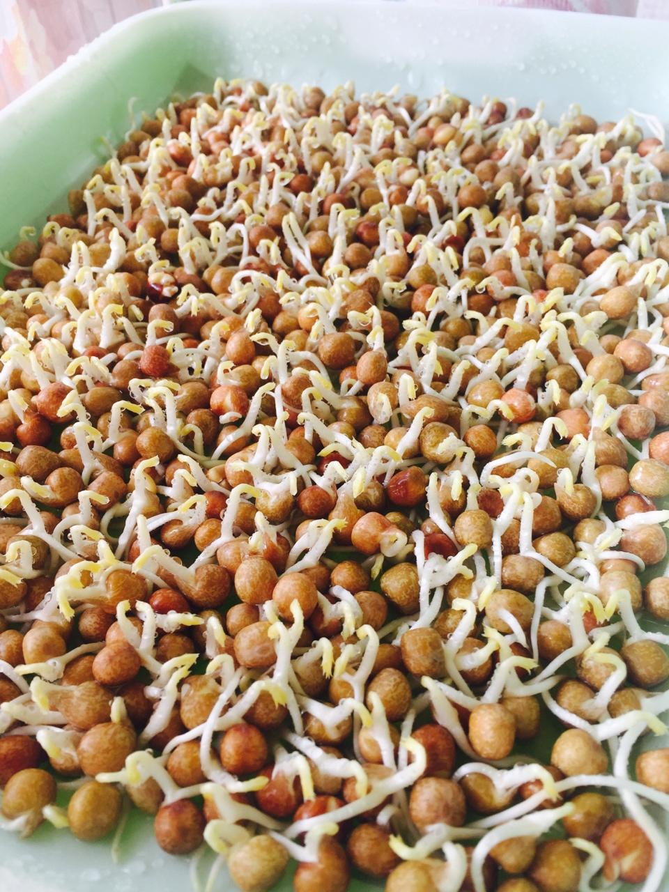 好吃到爆的水培豆苗 的做法步骤图 洛小七七 下厨房 好吃到爆的水培豆苗 的做法步骤图 洛小七七 下厨房