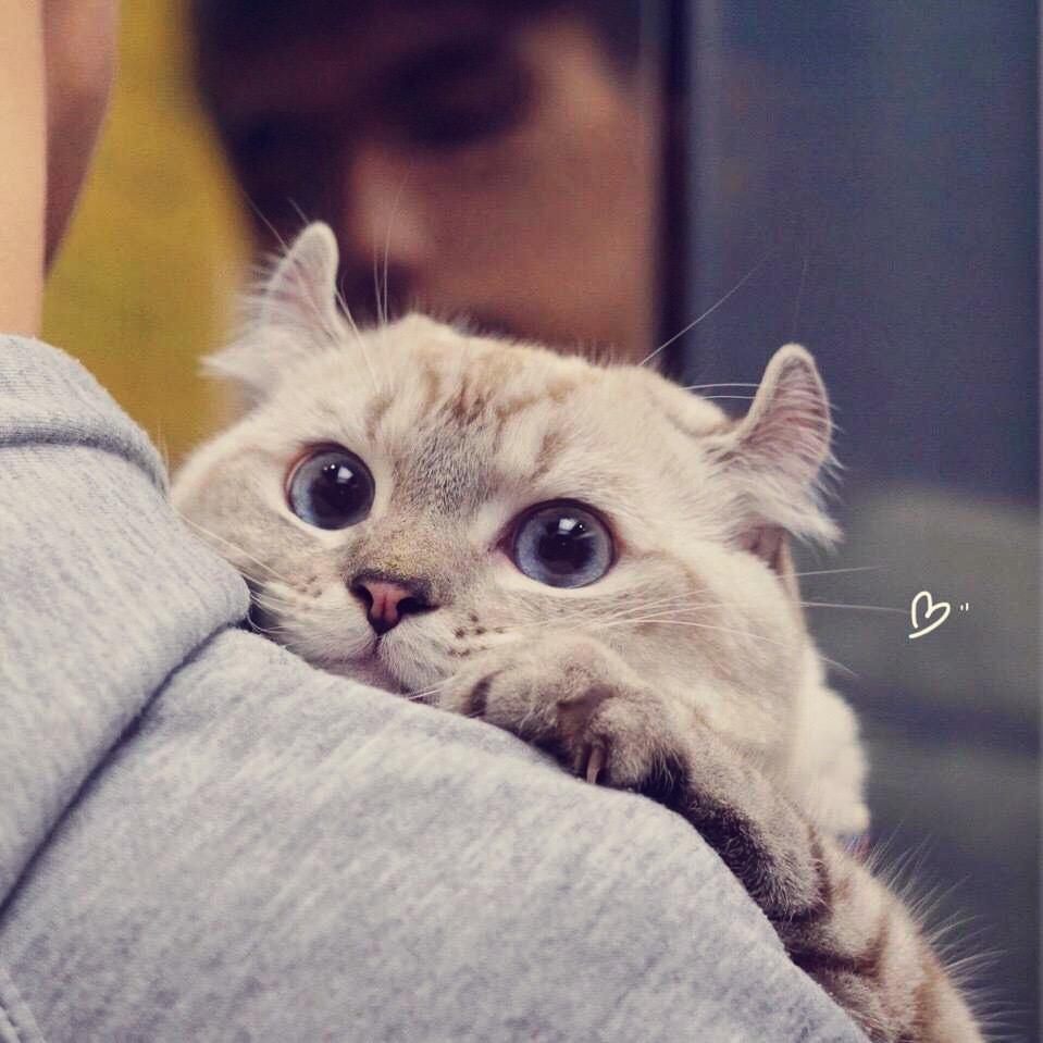 隐妹妹