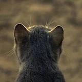 青梅煮酒烟火人间