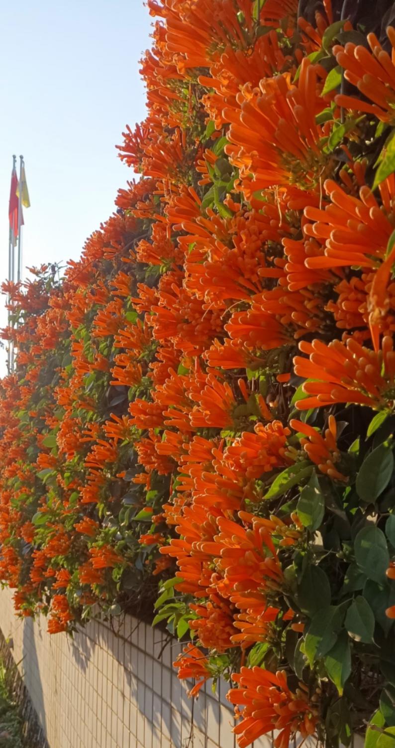 爱做饭的大可爱