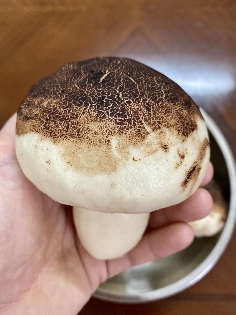 蘑菇包