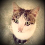 采蘑菇的小菇子