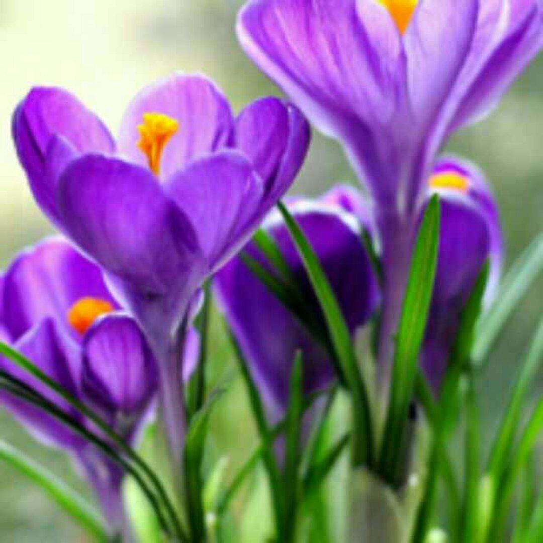 手机用户2017_2anv