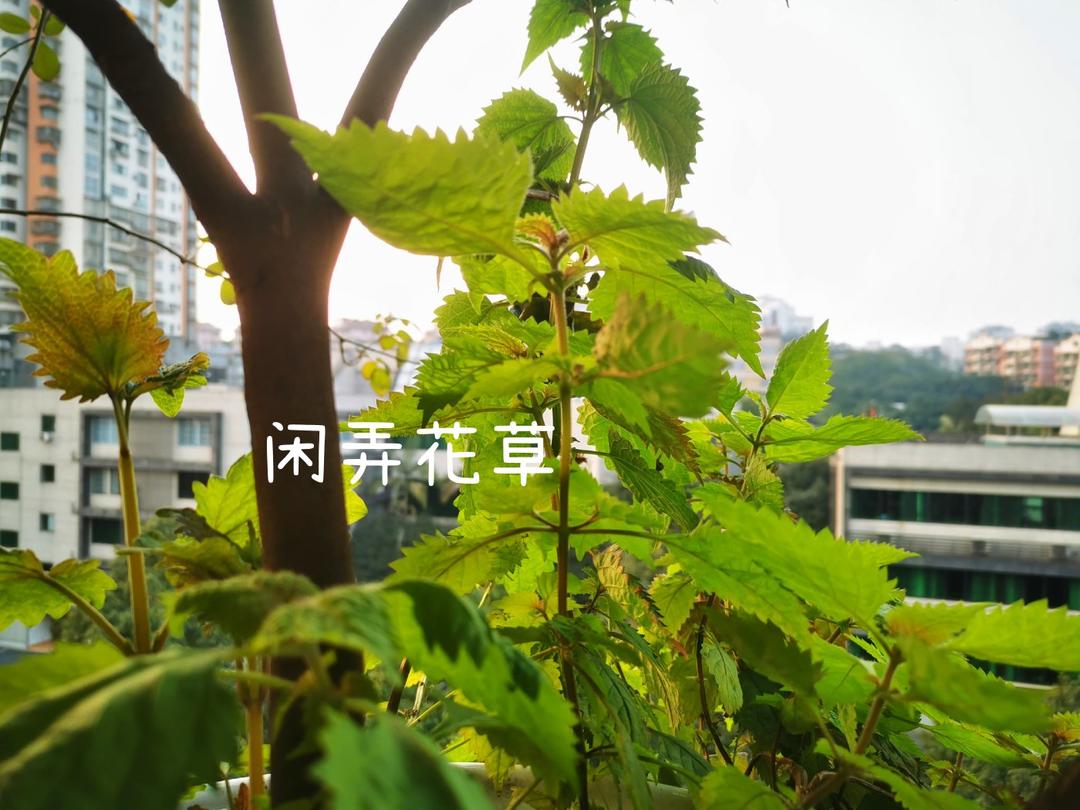 藿香鱼