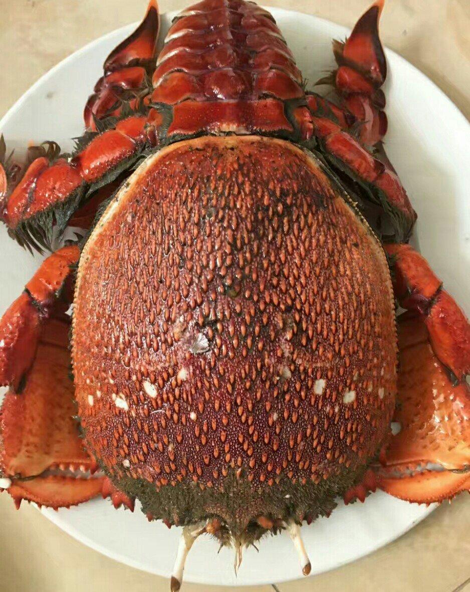 09 12:00:04赞18 赞更多1 回应星星-2992017-08-09 |回复珍珠蟹你需要