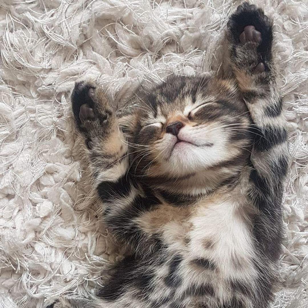 吃花椰菜的猫