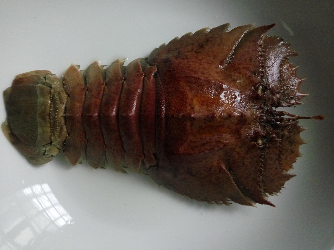 九齿扇虾