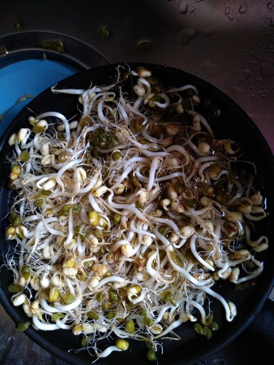 生绿豆芽