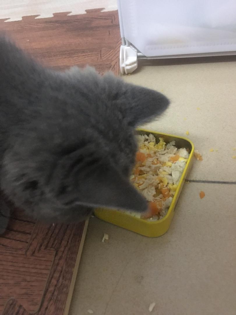 猫饭！猫吃的饭！