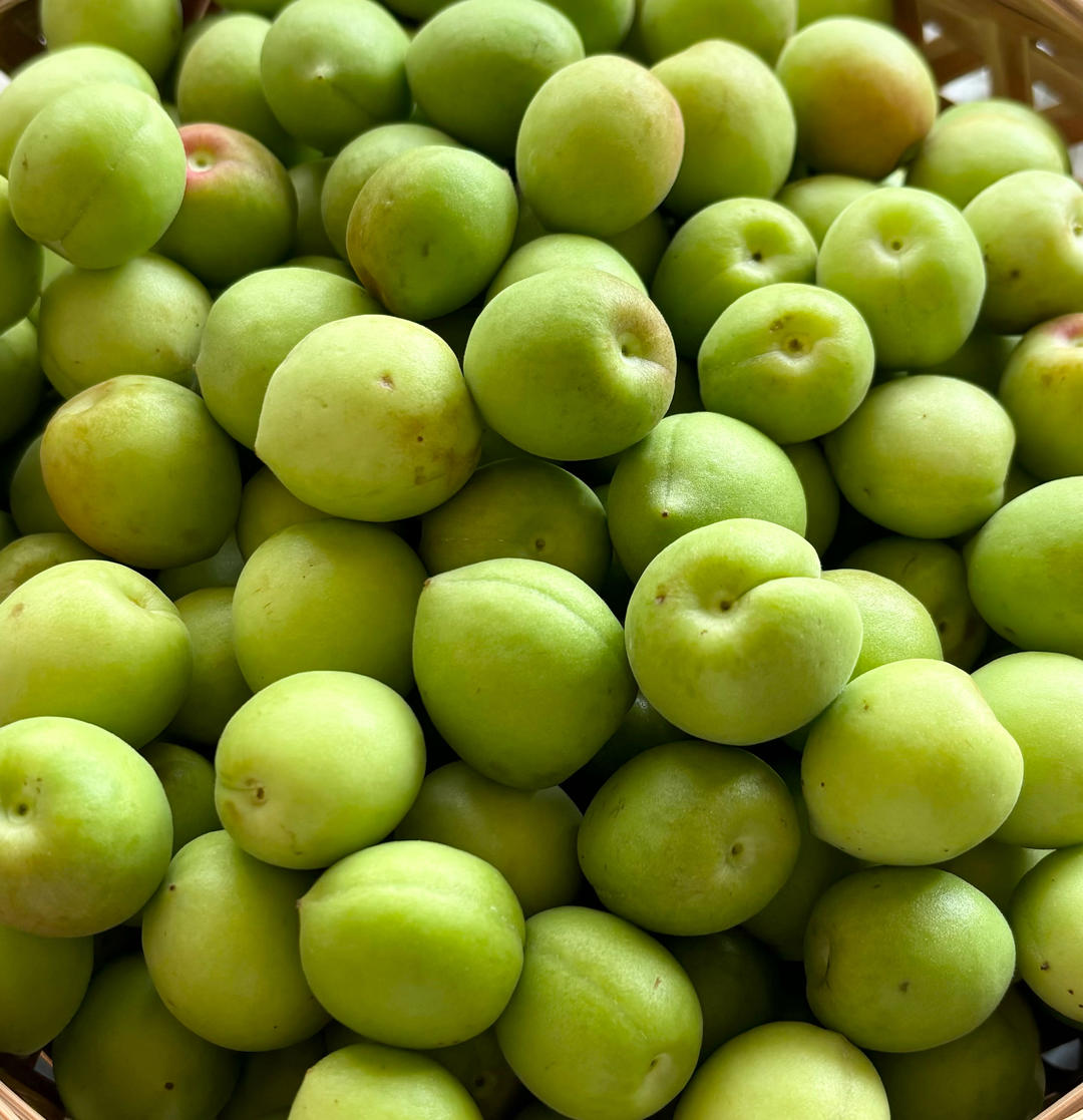 梅子露观察日记