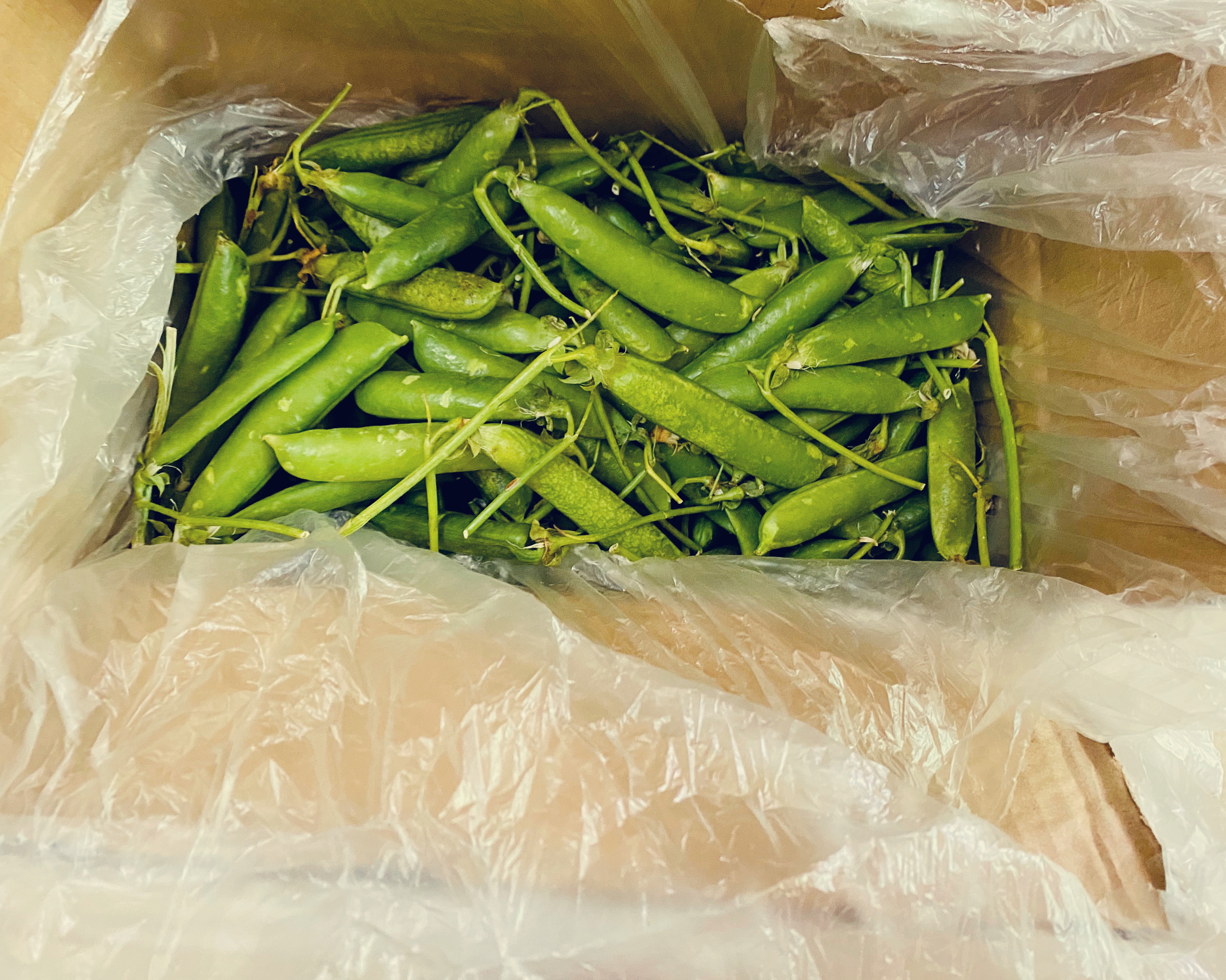新鲜豌豆保存法的做法 步骤1