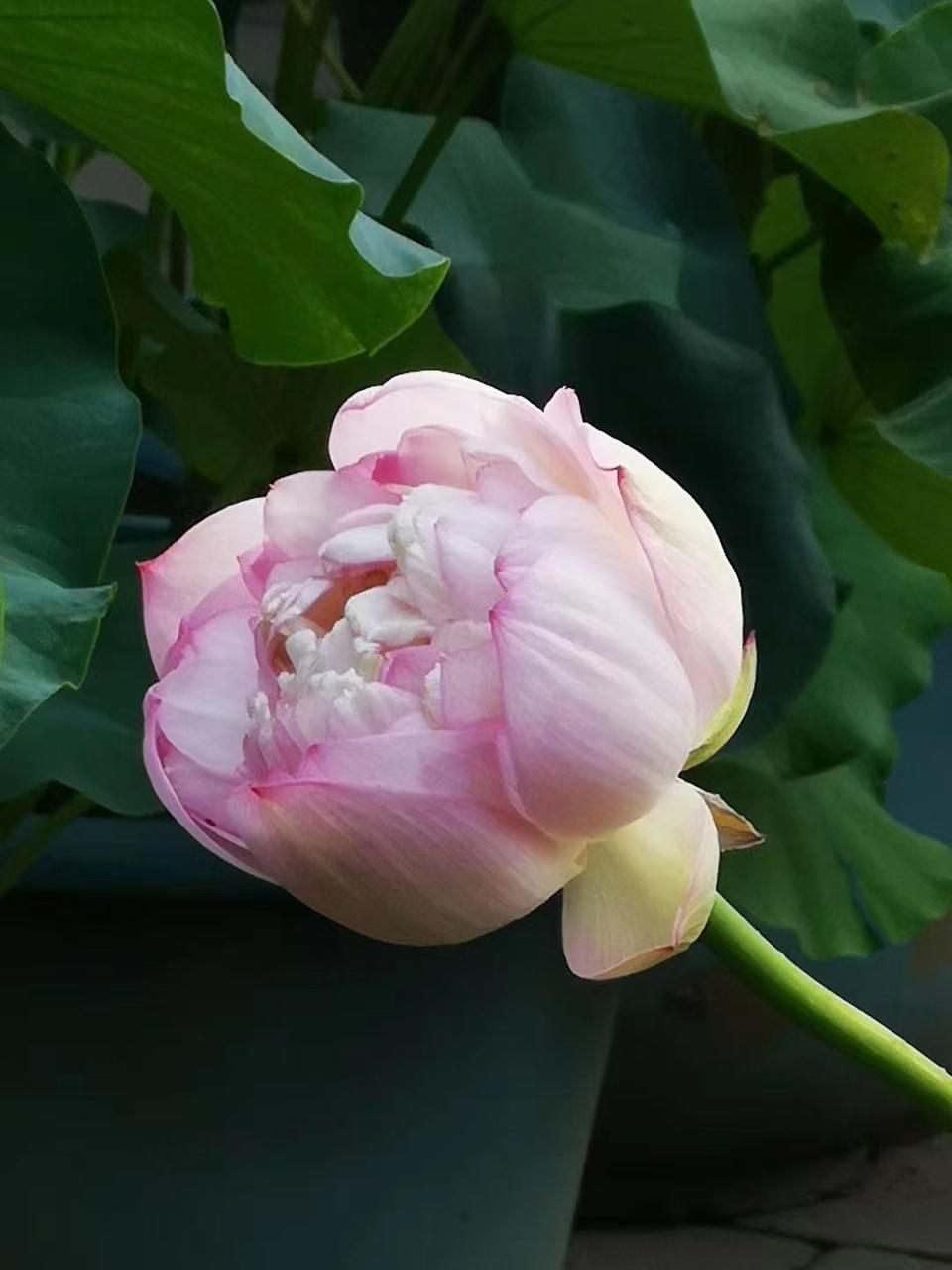 风定落花香_kv2u