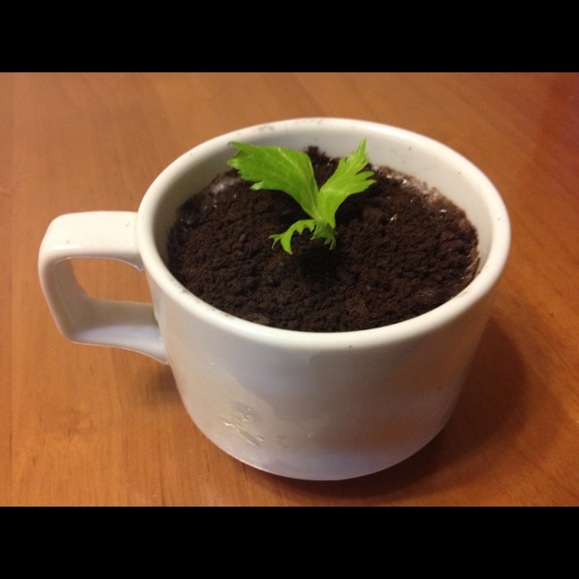 酸奶盆栽/继续延续小清新风/治愈系甜品