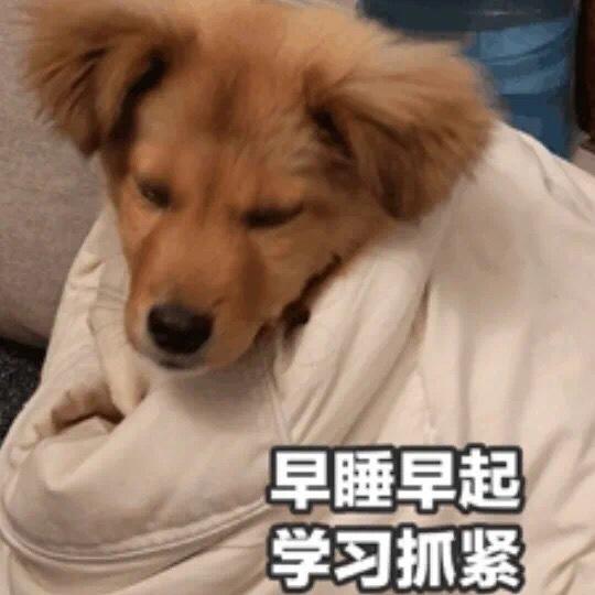 焦丁丁