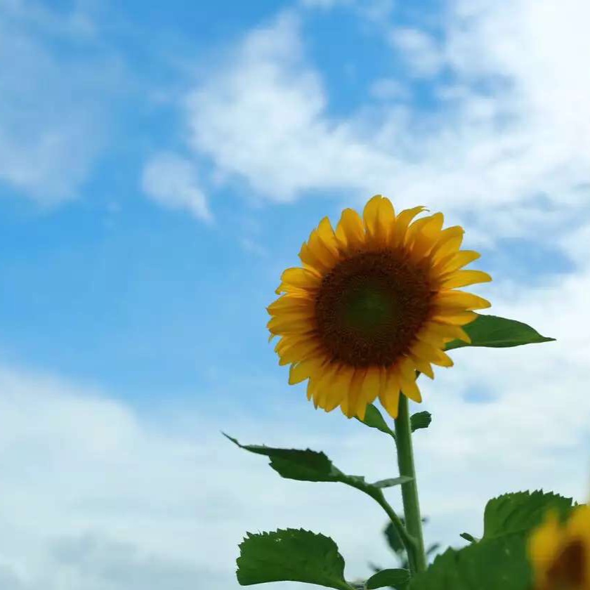 绿芭蕉