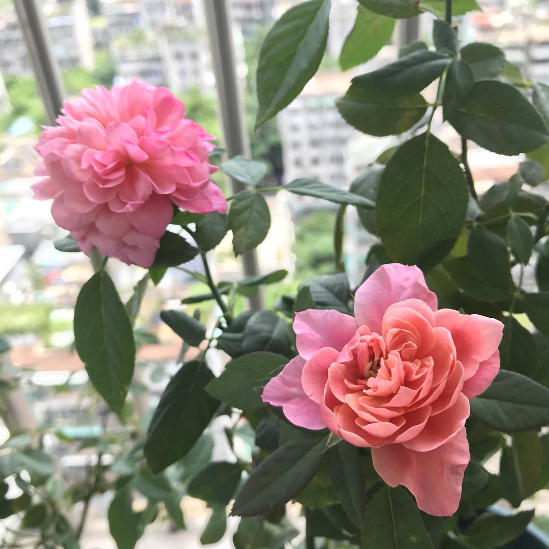 快手普宁豆酱煮鹦鹉鱼的做法