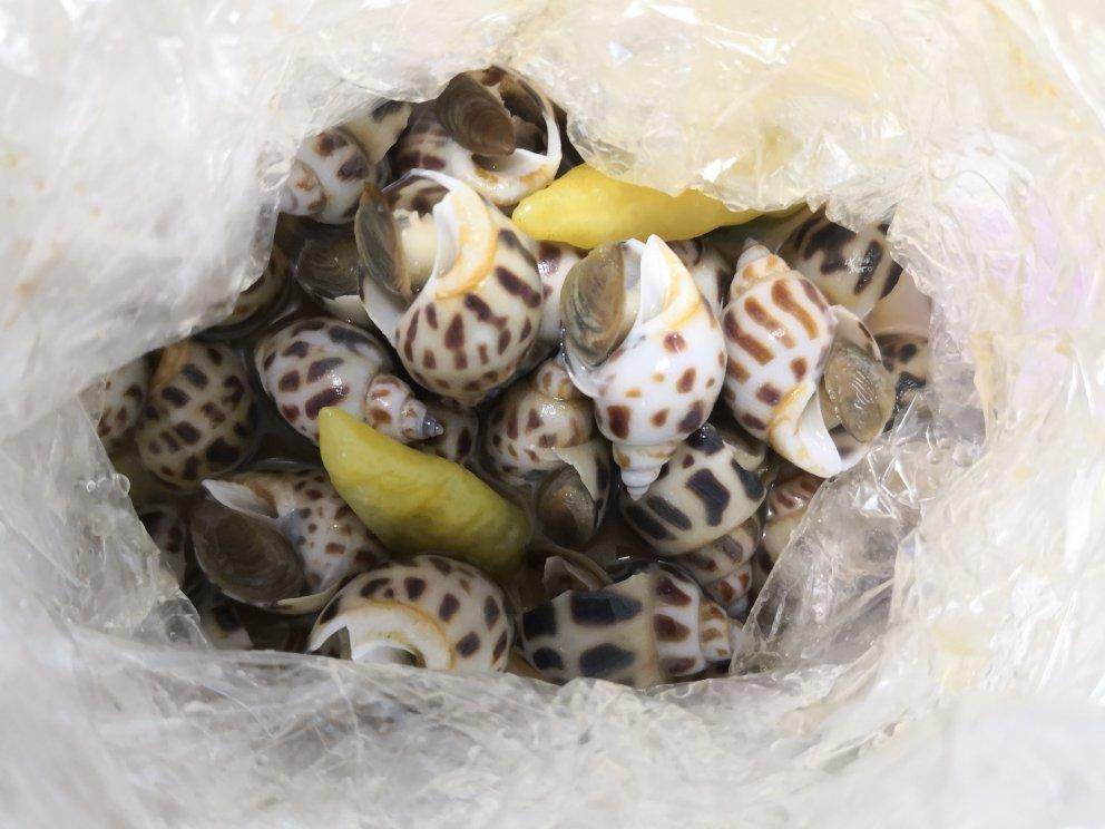 辣糟花螺