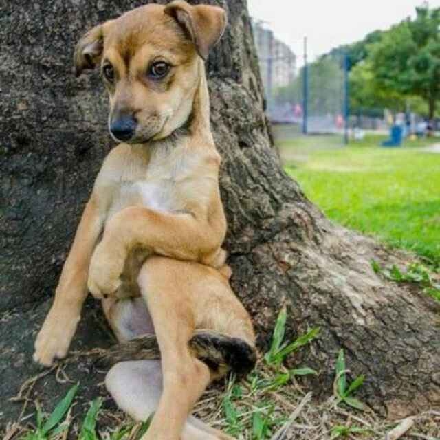 一只没有枣的胖粽子