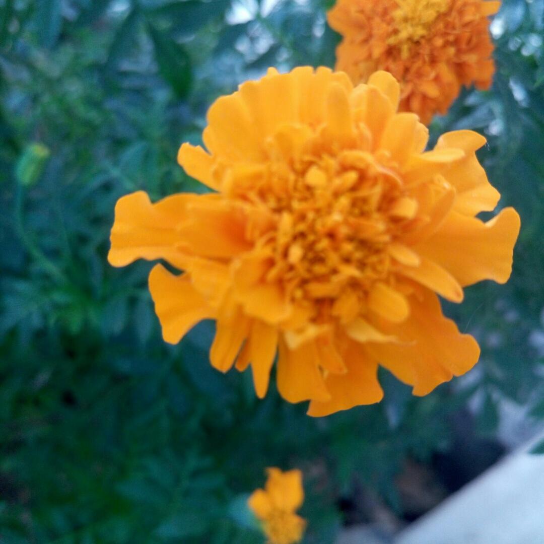 春田花花小黃人