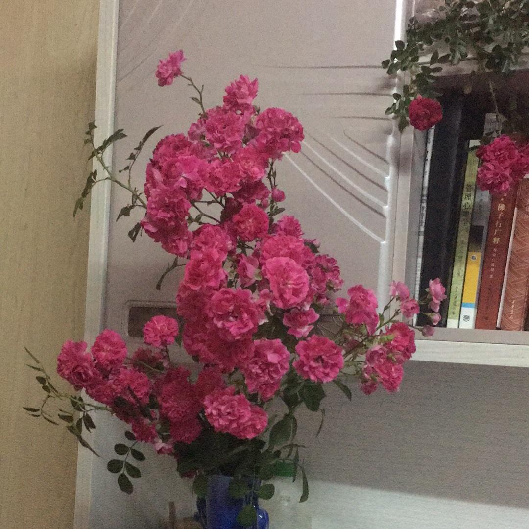 羽涵_
