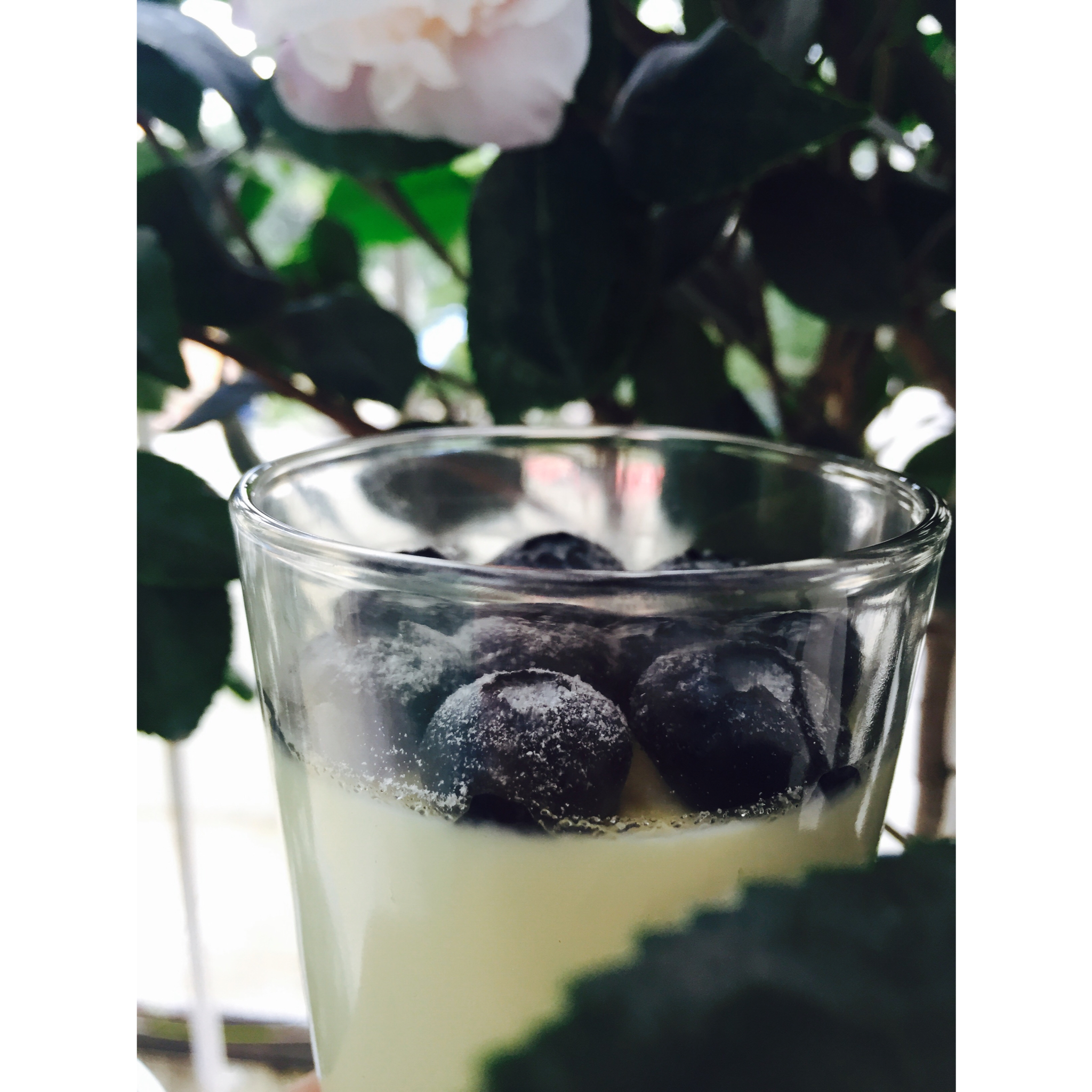 意式奶冻 panna cotta