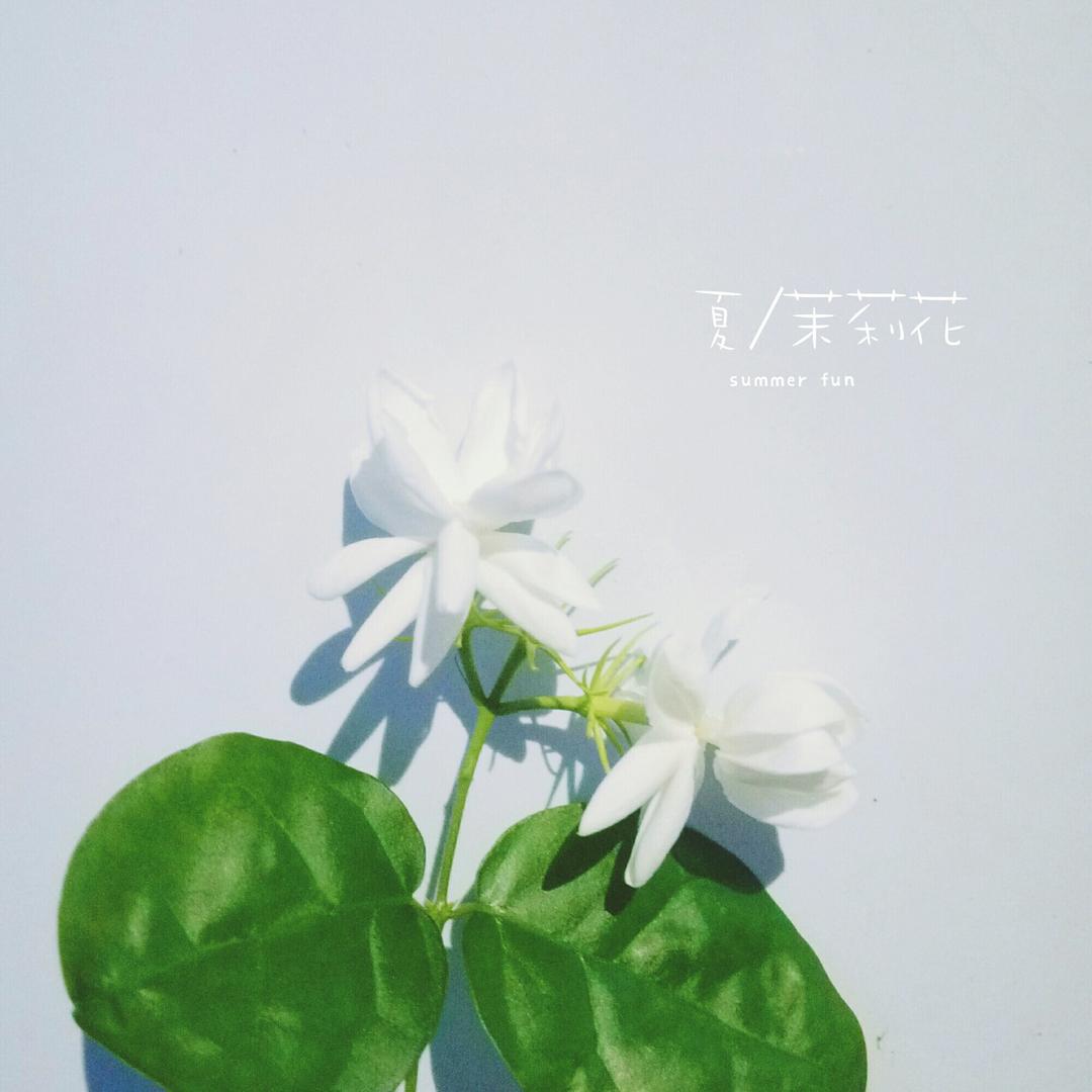 阳台花事