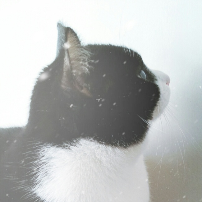 每天都在努力的起床