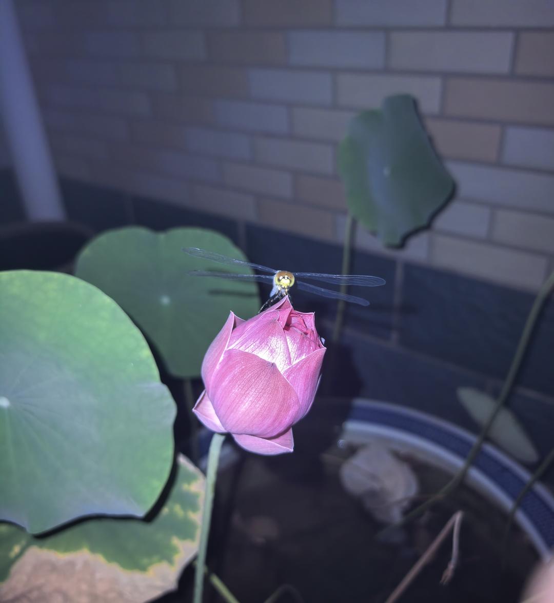 男人下厨也疯狂