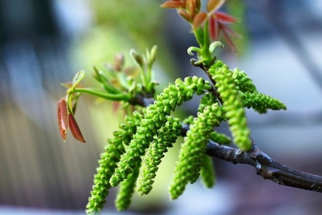 云南春天的花 核桃花的做法步骤图 白夏至草 下厨房 云南春天的花 核桃花的做法步骤图 白夏至草 下厨房
