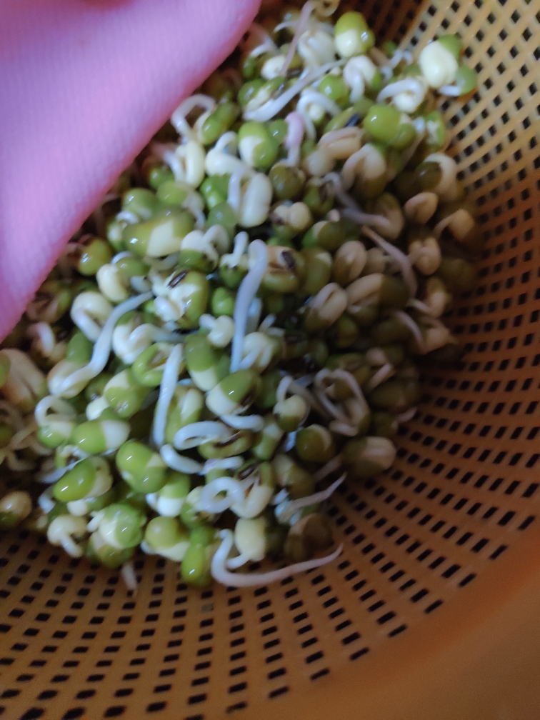 自发绿豆芽的做法 步骤5