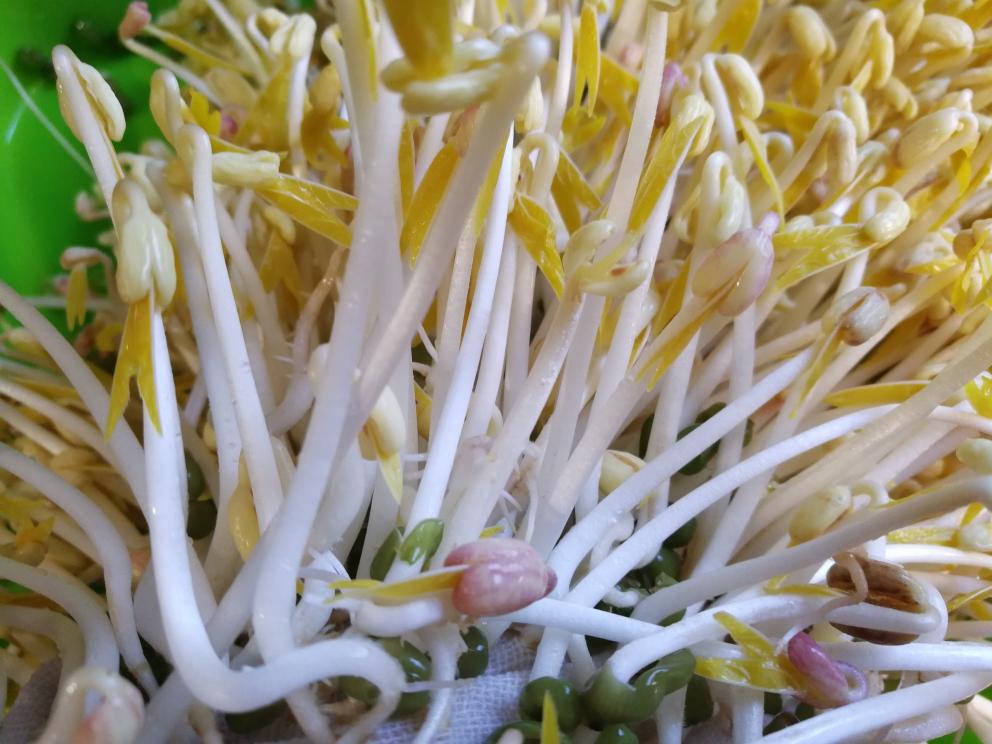 自发豆芽👉👉不用豆芽机版且附操作视频