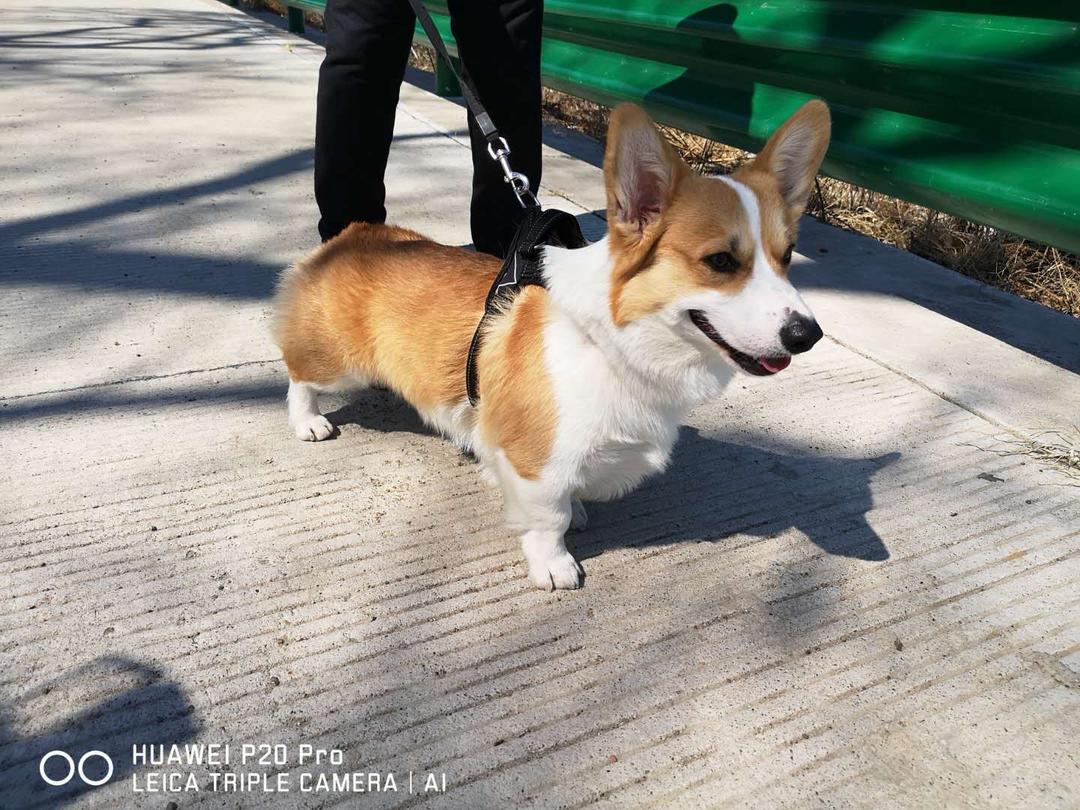 佩琪杨枝甘露的做法