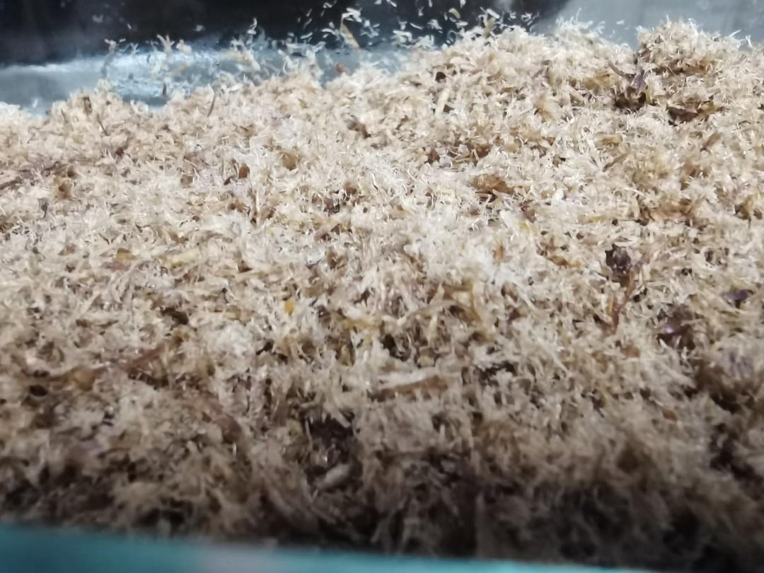 宝宝补铁佳品牛肉松(超简单)