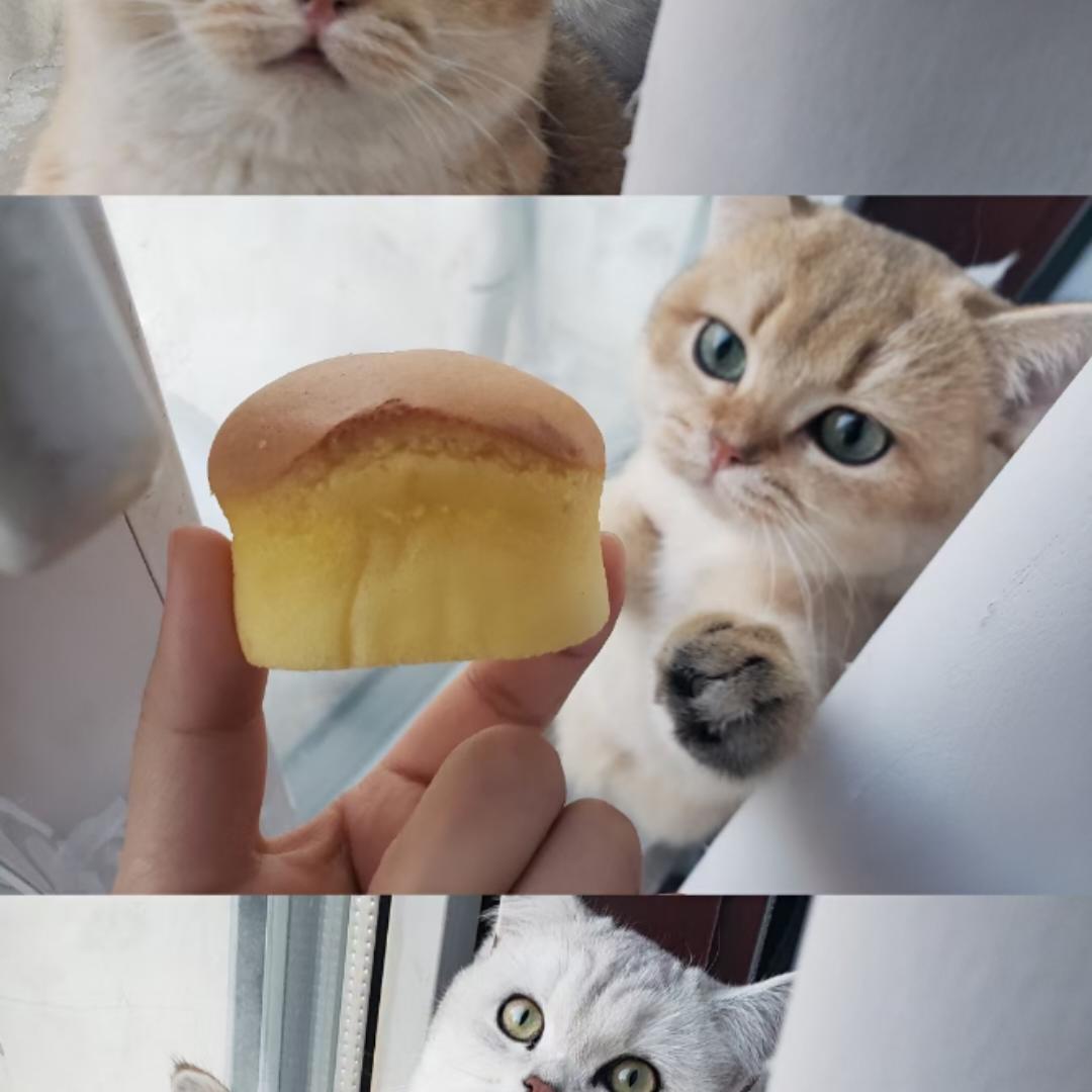 胖丁儿and奶油
