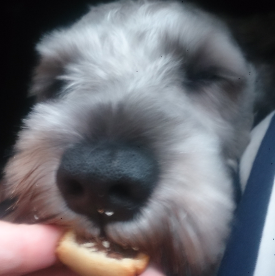 我有一只阿胡胡你要吗