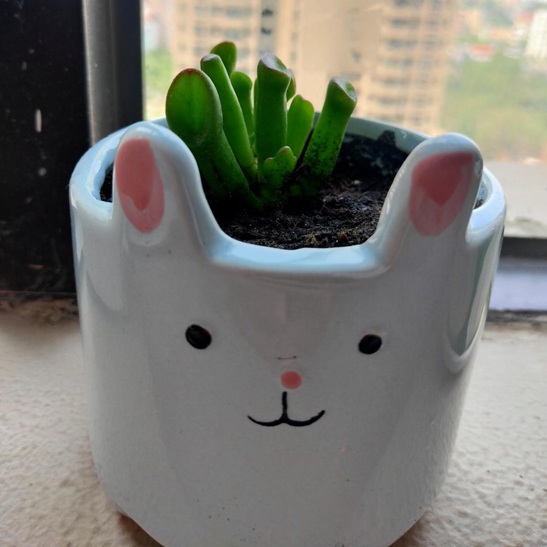 清格格儿