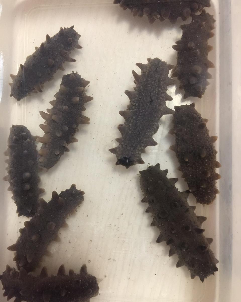 泡发海参的方法