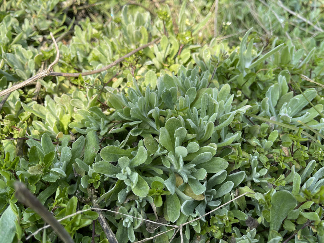 野菜团子（棉子菜粑儿）