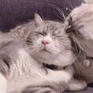 爱吃不爱做的小女孩一枚