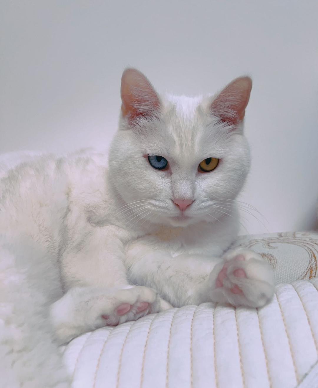 欢子猫猫