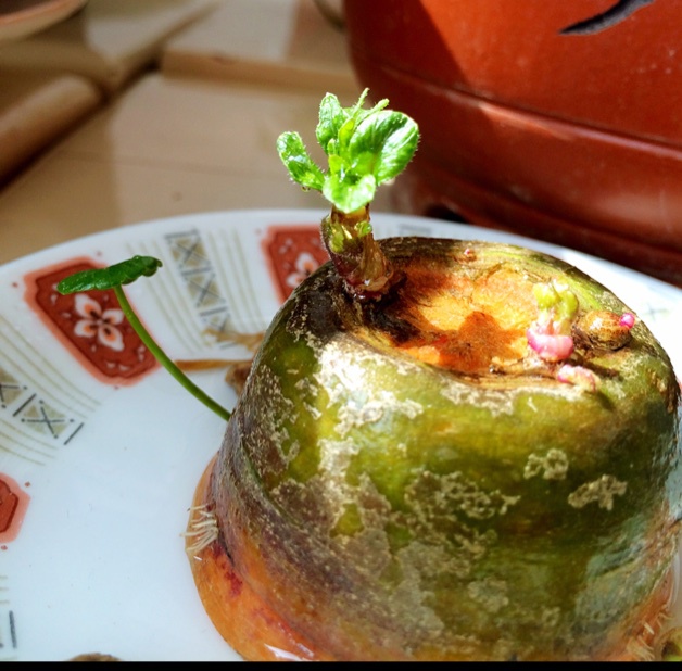第二春（植物版）